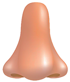 Нос